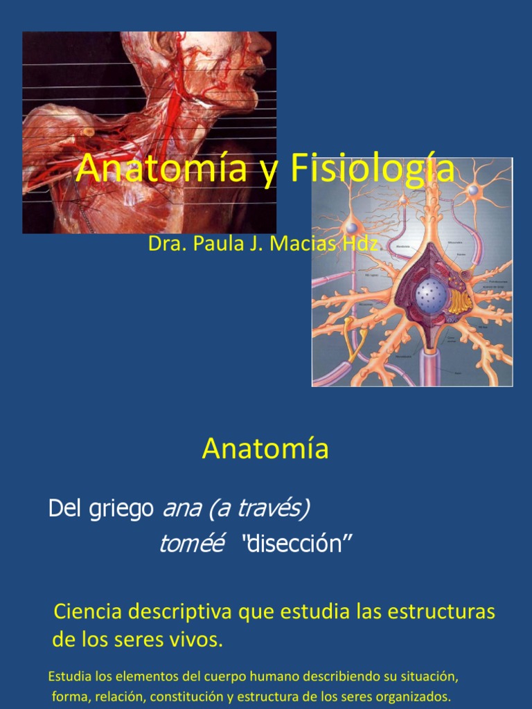 Tema 1 El Cuerpo Humano Como Unidad Organizada | PDF | Abdomen ...