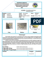 filum brachiopoda dan mollusca.pdf