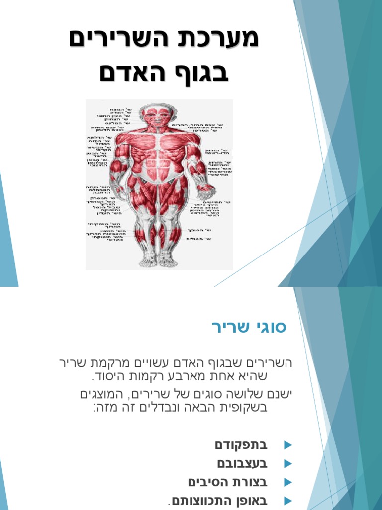 מצגת על השרירים | PDF