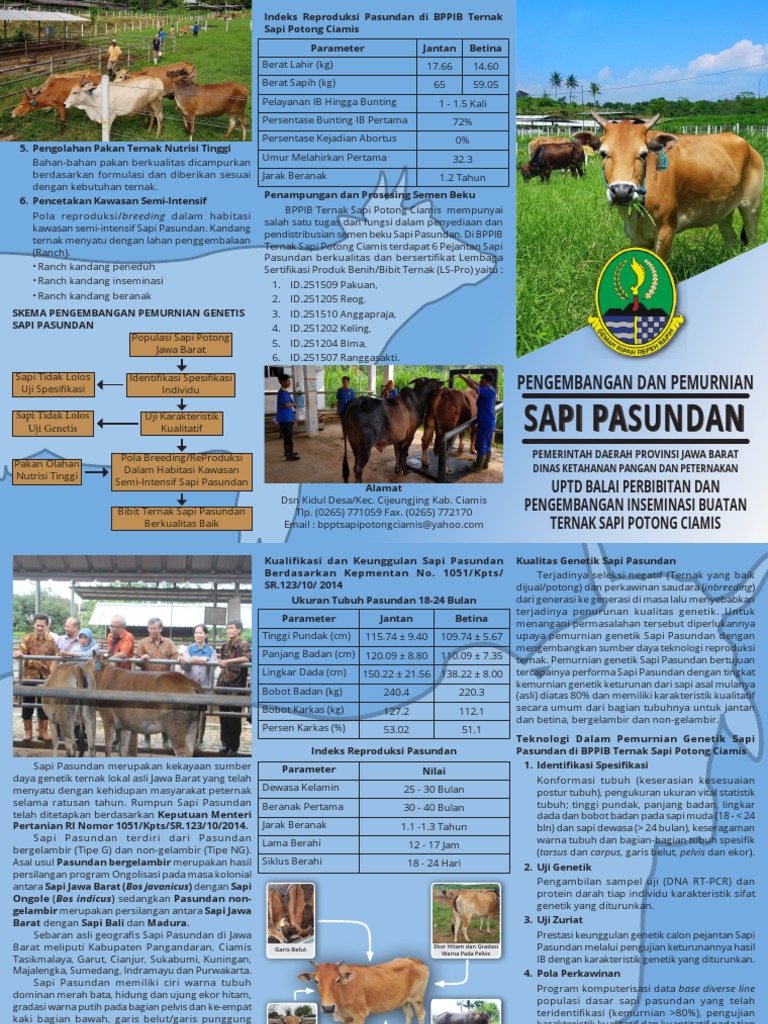 Pengembangan Sapi Pasundan di Ciamis | PDF