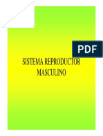 SISTEMA_REPRODUCTOR_MASCULINO.pdf