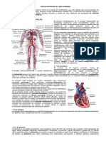taller sistema circulatorio humano