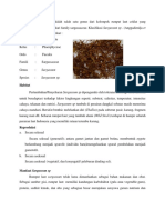 Sargassum SP