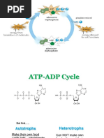 ATP ADP Cycle