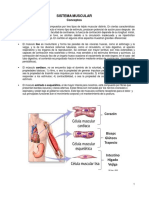 El Sistema Muscular