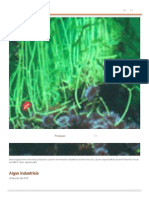 Algas Industriais - AGÊNCIA FAPESP
