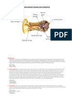 Bagian-Bagian Telinga