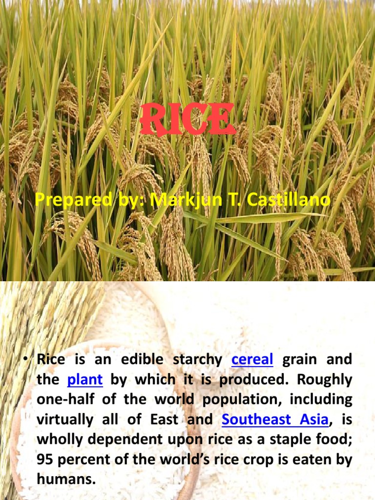 Comprehensive Guide to Rice Harvesting | PDF | Rice | Harvest