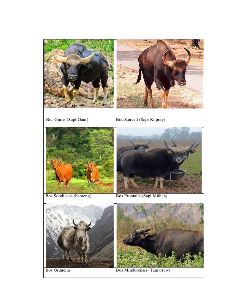 Tugas Bansa - Bansa Sapi Potong | PDF
