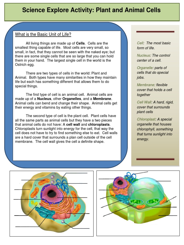 Explore The Cell Reading Comprehension Exercises 43922