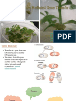 Agrobacterium Mediated Gene Transfer