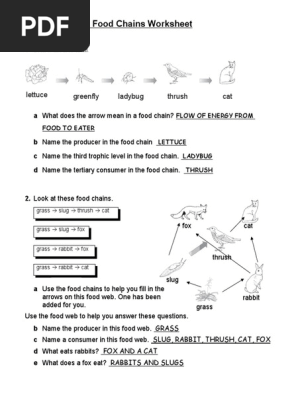 FoodWebsandFoodChainsWorksheet KEY 11dbru5 | PDF | Food | Systems  Ecology