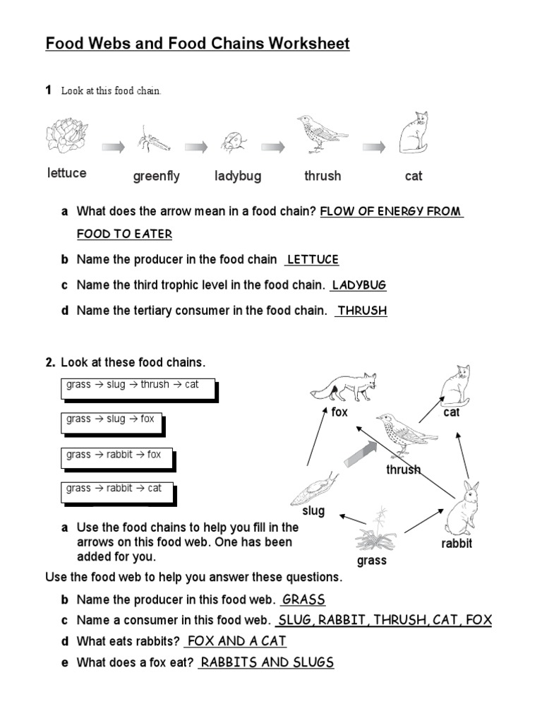 FoodWebsandFoodChainsWorksheet KEY 20dbru20  PDF  Food Web With Food Chains And Webs Worksheet