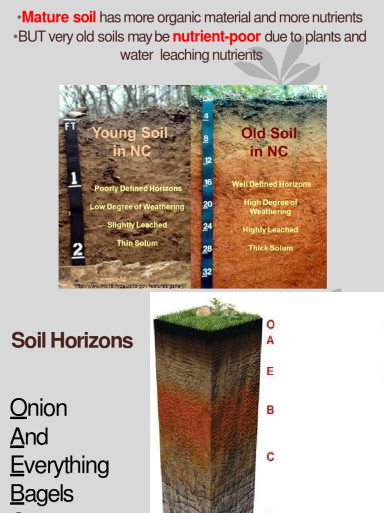 APES Soil Notes PDF Weathering Soil