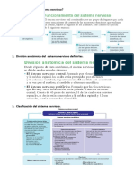 Cómo Funciona El Sistema Nervioso