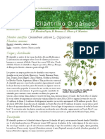 Cilantro.pdf