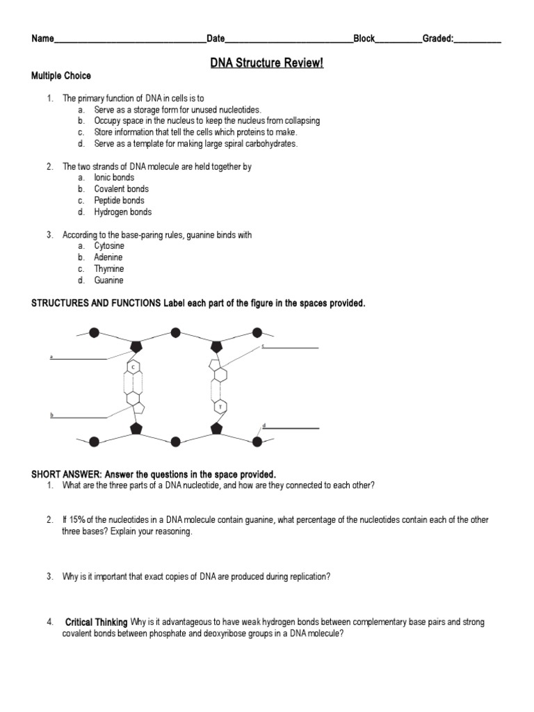 Dna Structure And Function Worksheet