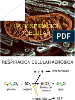 Biologia Celular Uba - RESPIRACIÓN CELULAR