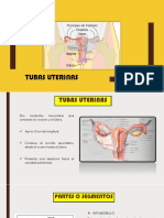 Tuba Uterina