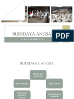 Budidaya Angsa