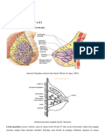 LI Ienka Alya - Fisiologi Laktasi