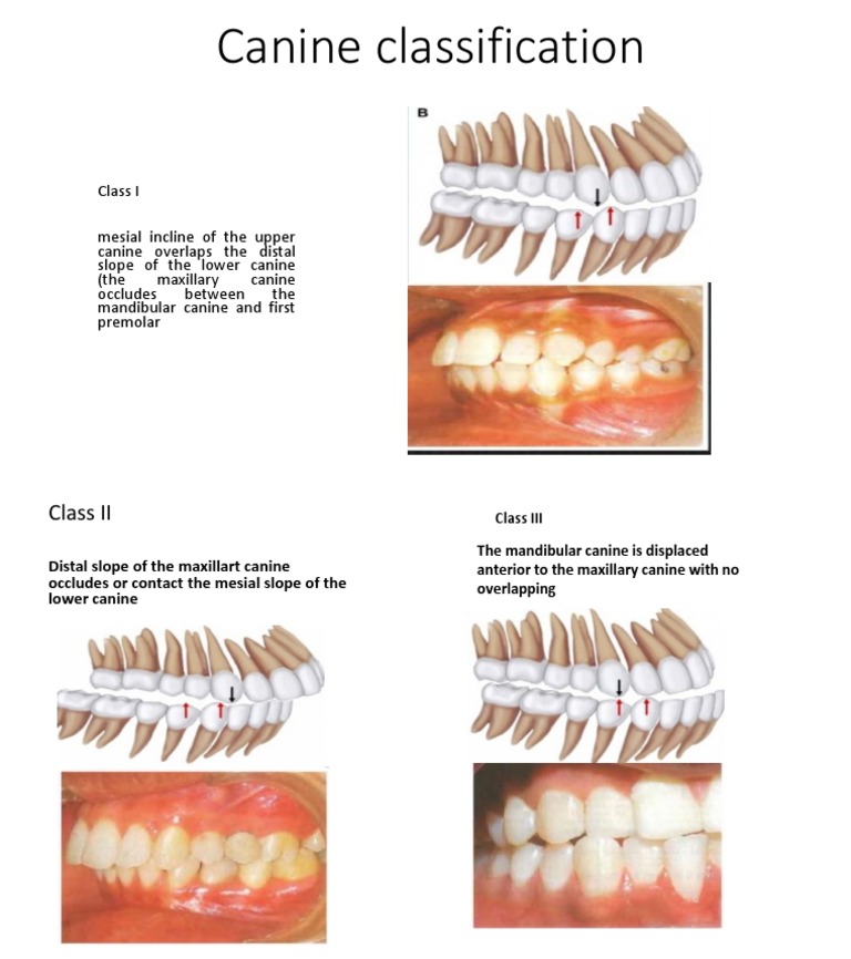 Canine Classification PDF