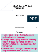 Hubungan Cahaya Tanaman