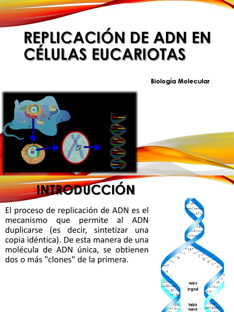 Replicación del ADN en Eucariotas | PDF | Replicación De Adn | Adn