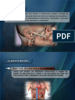 Clasificacion de La Anatomia