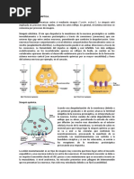 Sinapsis química: Funcionamiento y terminación | PDF | Sinapsis ...