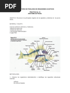 Diagrama De Anatomía Externa Del Pez