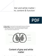 gray and white matter ppt