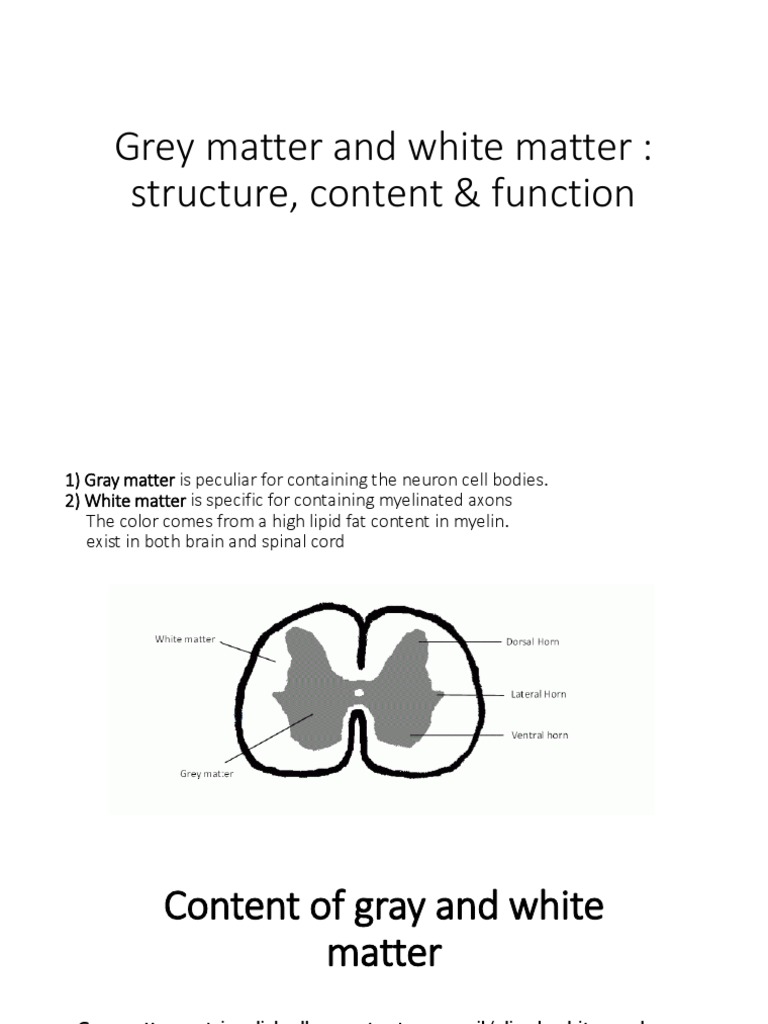 Gray and White Matter Functions | PDF
