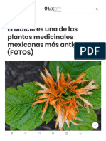 El Muicle Es Una de Las Plantas Medicinales Mexicanas Más Antiguas (FOTOS)