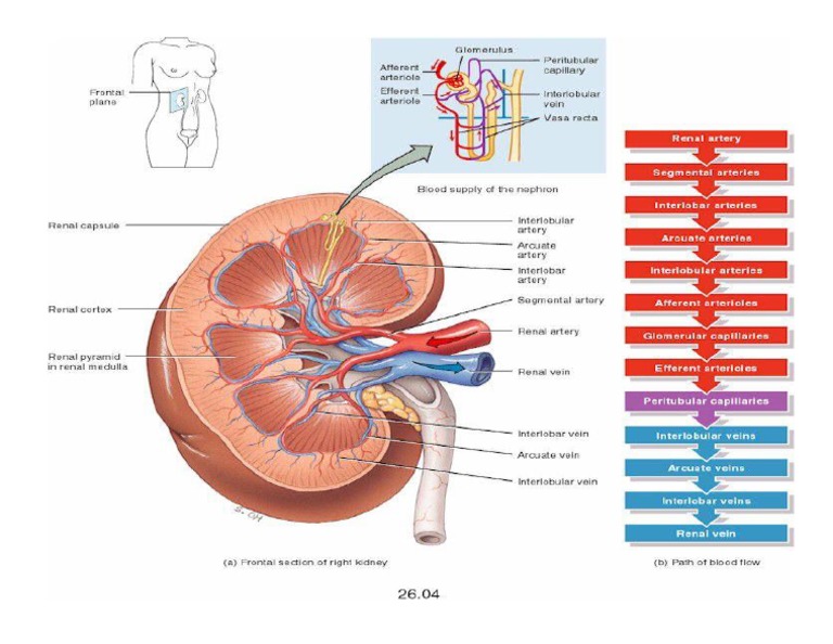 BLOOD Supply To The Kidney PDF
