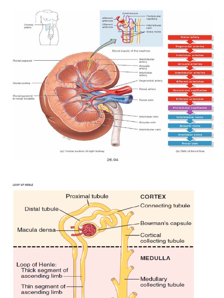 Sequence of Blood Supply To The Kidney | PDF
