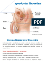 Sistema Reproductor Masculino Sus Funciones Órganos Principales o Partes Cuidados Enfermedades