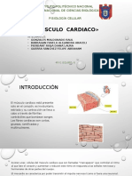 Musculo Cardiaco equipo 6.pptx