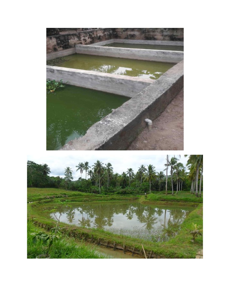 Fishpond Management Practices Explained | PDF