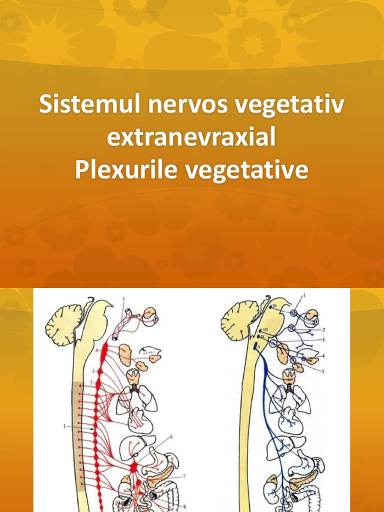 Sistemul Nervos Vegetativ | PDF