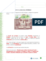 El ciclo del nitrógeno: fijación, nitrificación, amonificación, desnitrificación y asimilación