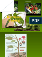 Nutricion Mineral 2019 AGRONOMIA