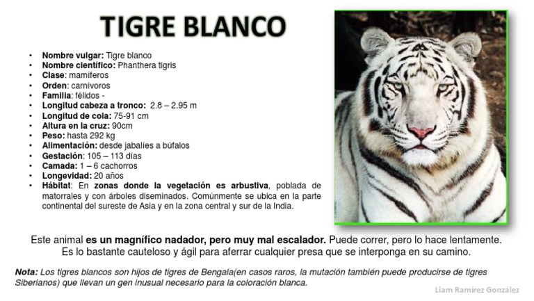 Ficha Tecnica De Tigre Jpg