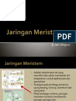 2 Jaringan Meristem