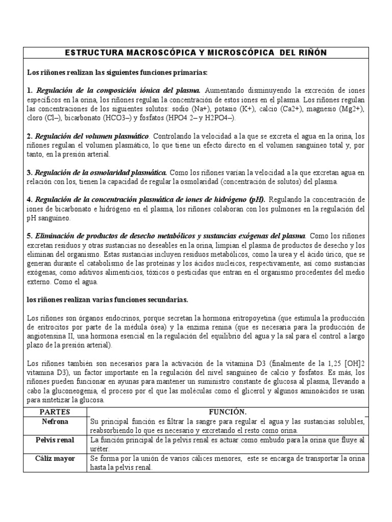 Estructura Macroscópica y Microscópica Del Riñón | PDF