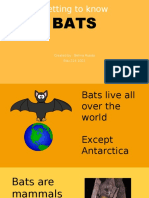 Power Point Bats