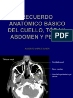 Anatomía Del Cuello, Tórax y Abdomen Sesión