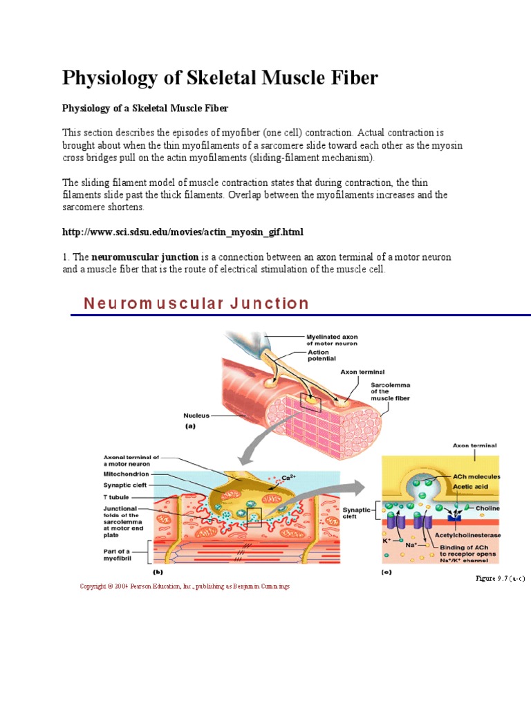 Physiology of Skeletal Muscle Fiber | PDF | Cellular Respiration ...