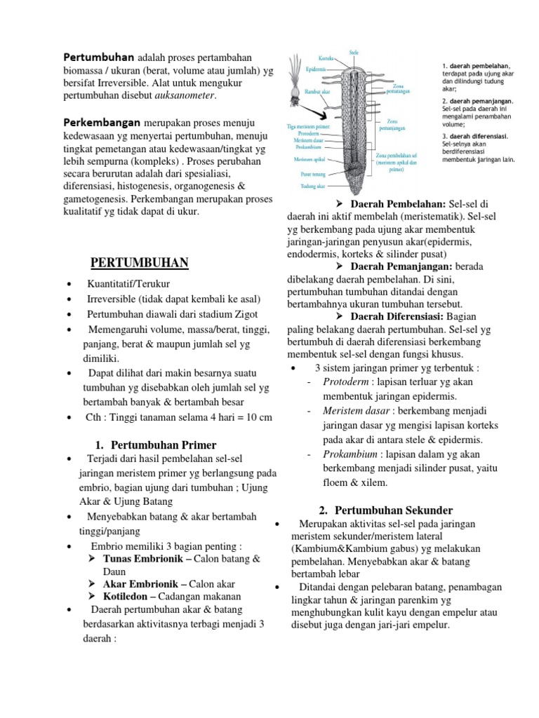 Aktivitas meristem primer akan mengakibatkan ....