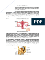 Aparato Reproductor Femenin1